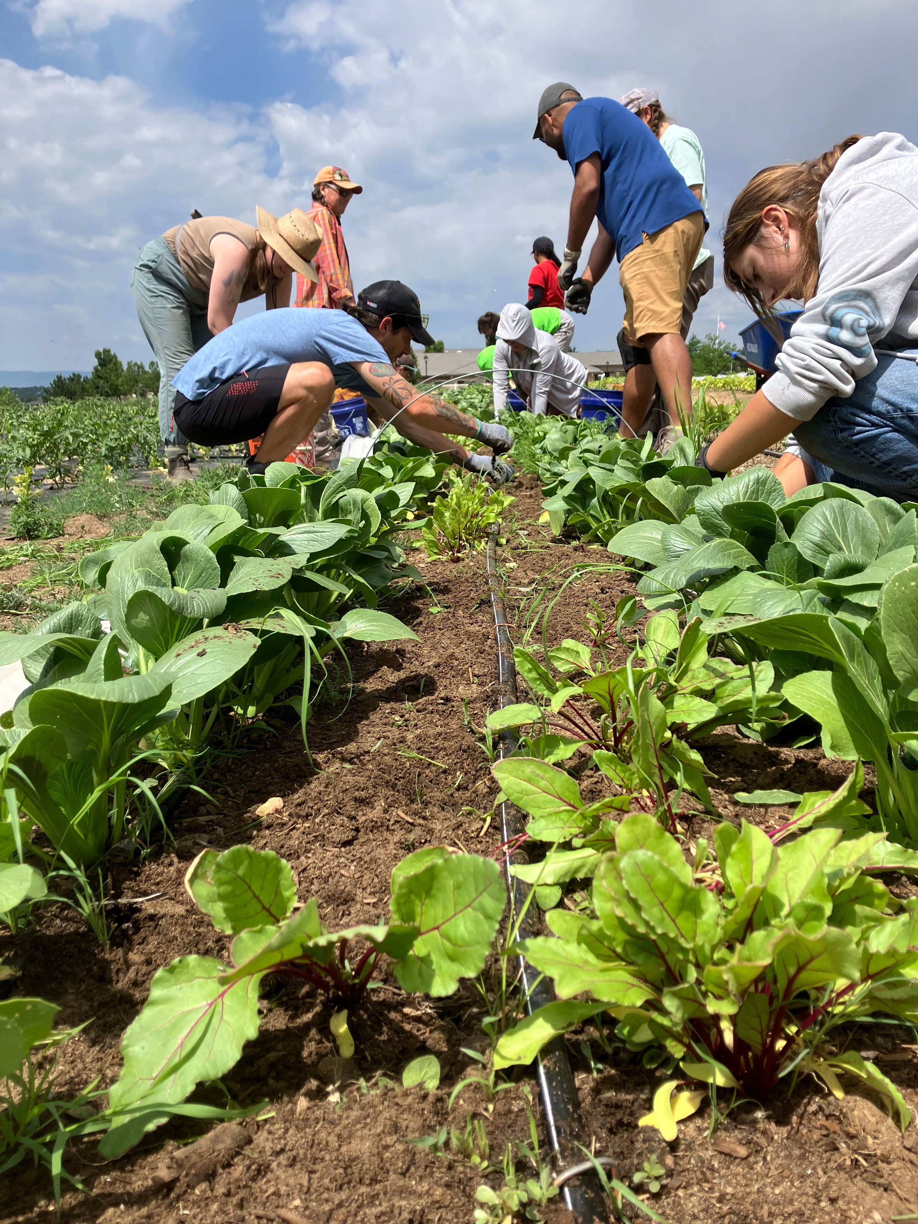 Group of people planting and tending to green leafy plants in a garden, with a cloudy sky in the background.