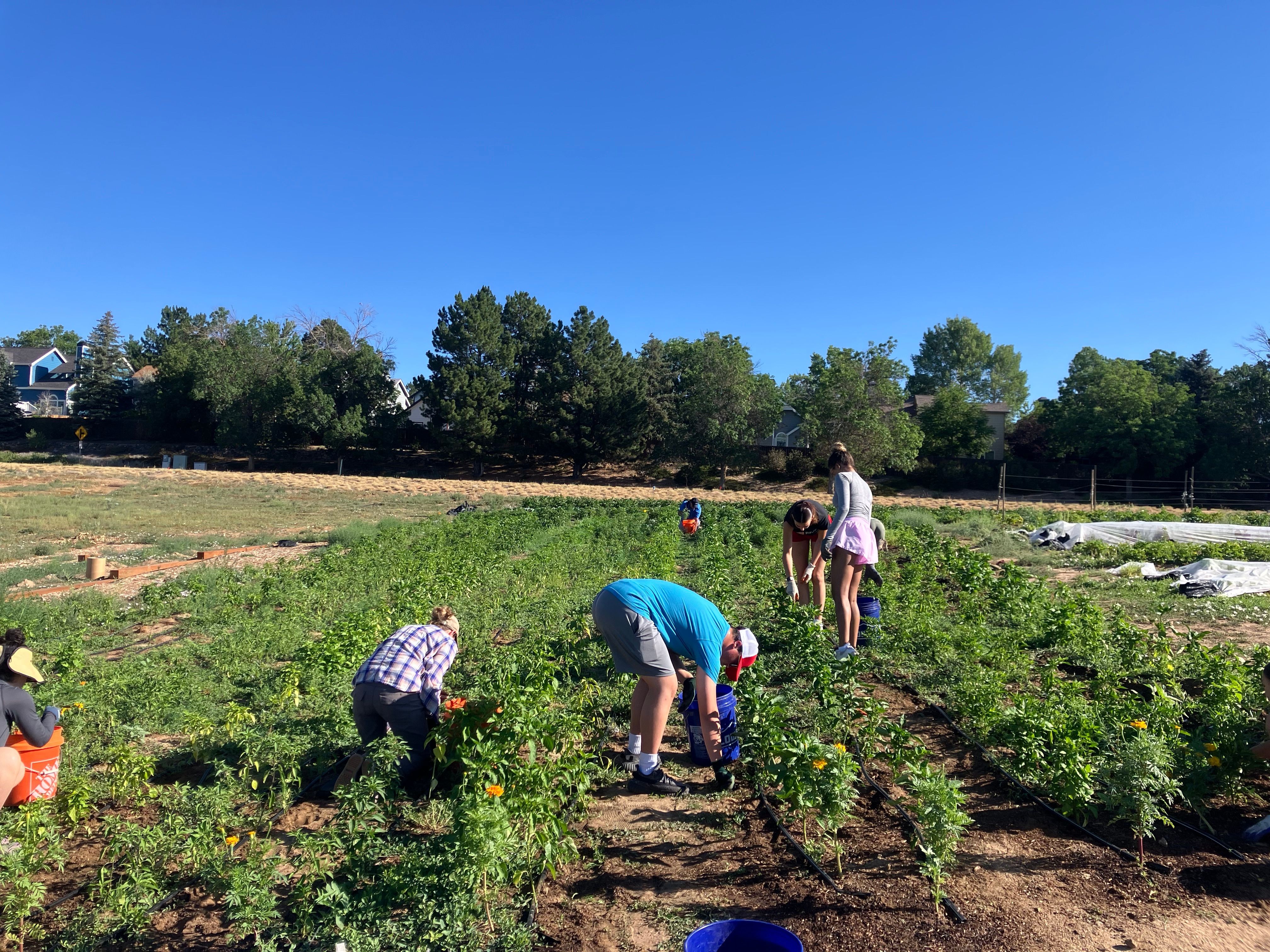 People working in a garden with plants and trees, under a clear blue sky.