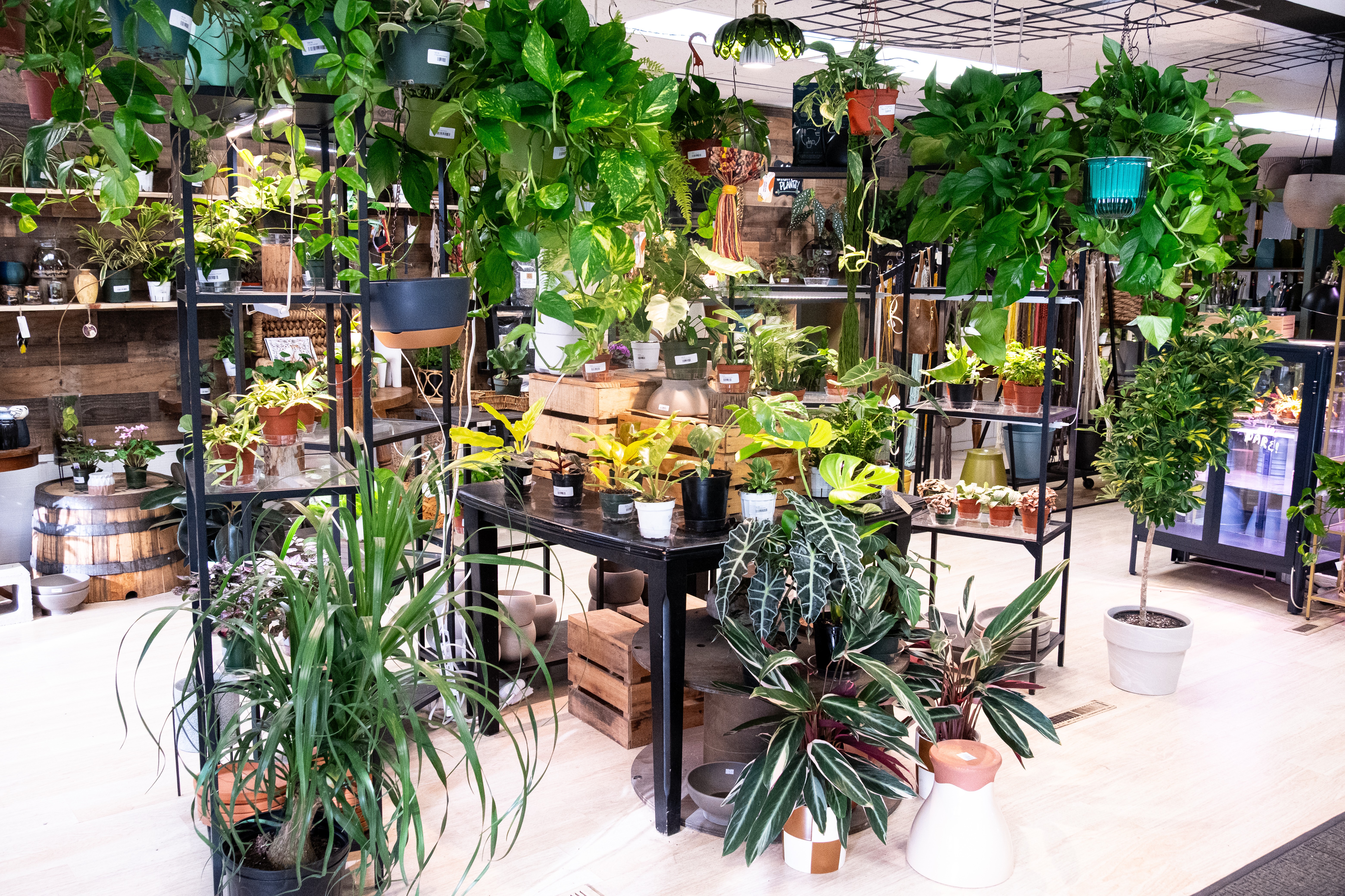 Indoor plant display with shelves, tables, and various potted plants in a bright space.