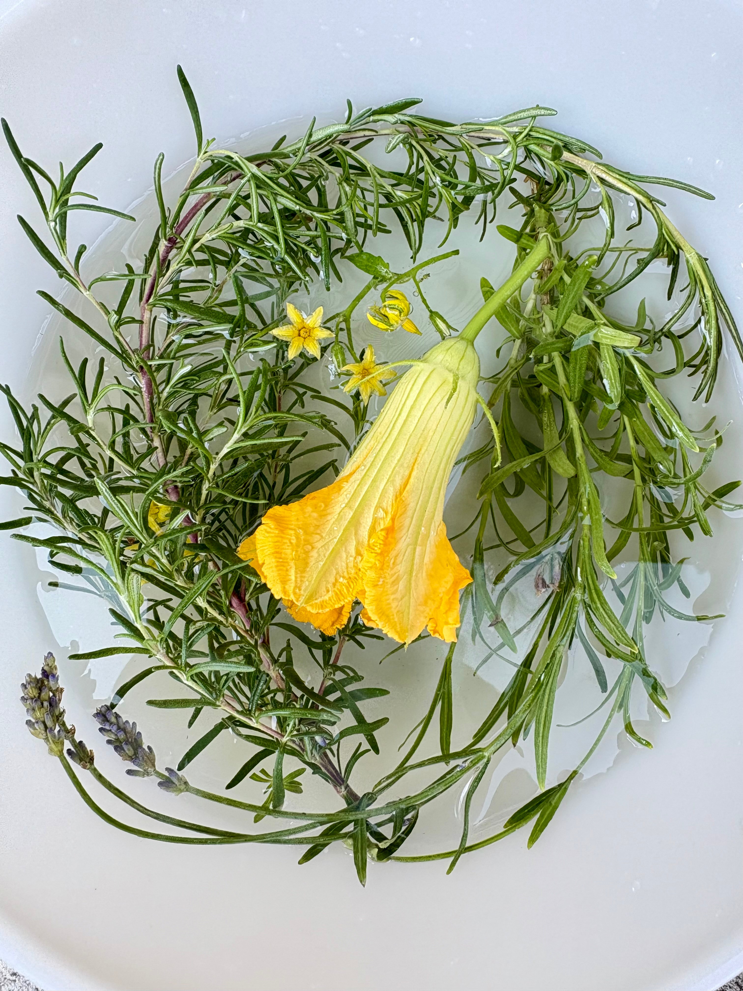 Arrangement of various green herbs and a yellow flower on a white surface.