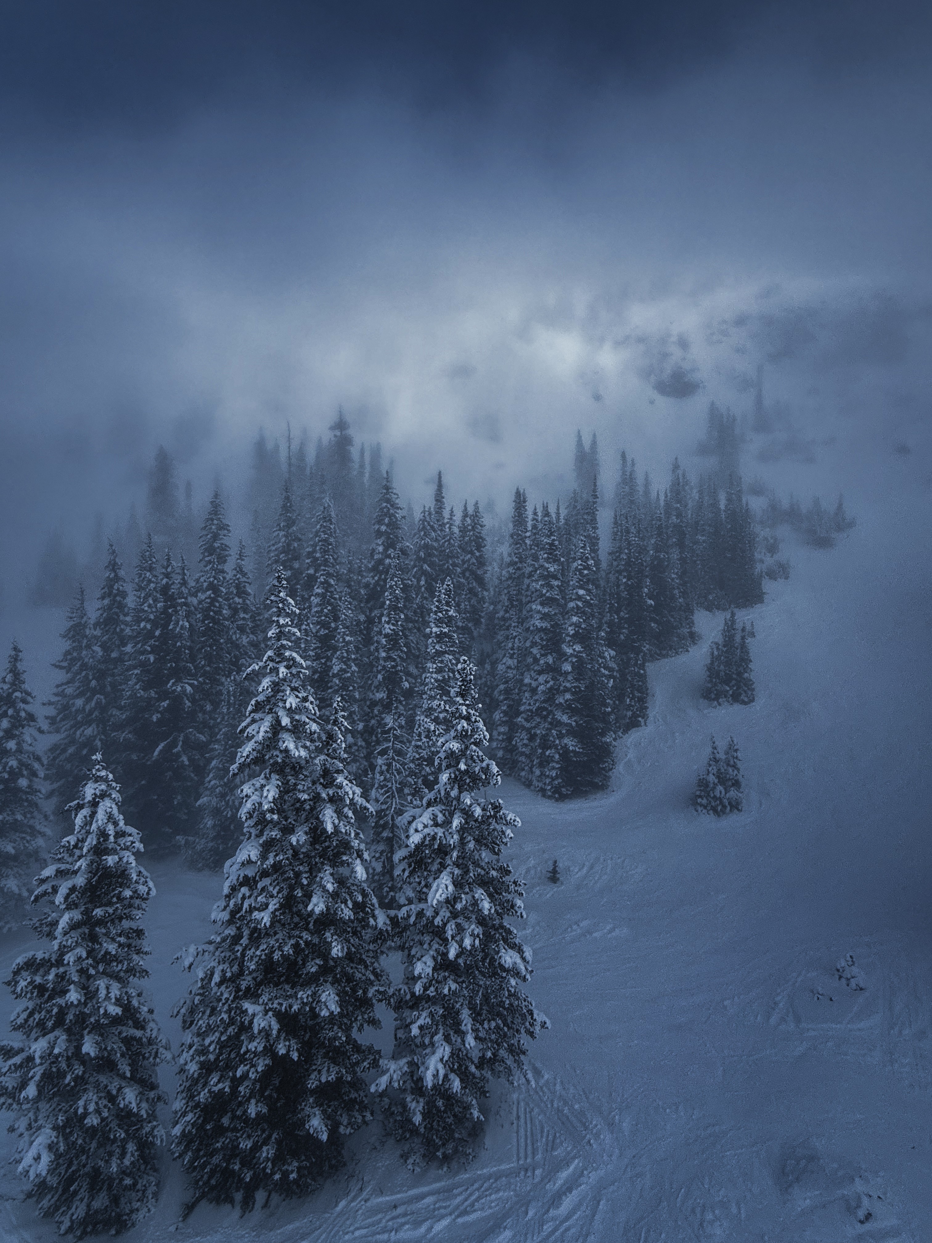 Snow-covered trees on a mountain slope with cloudy sky and fog in the background.