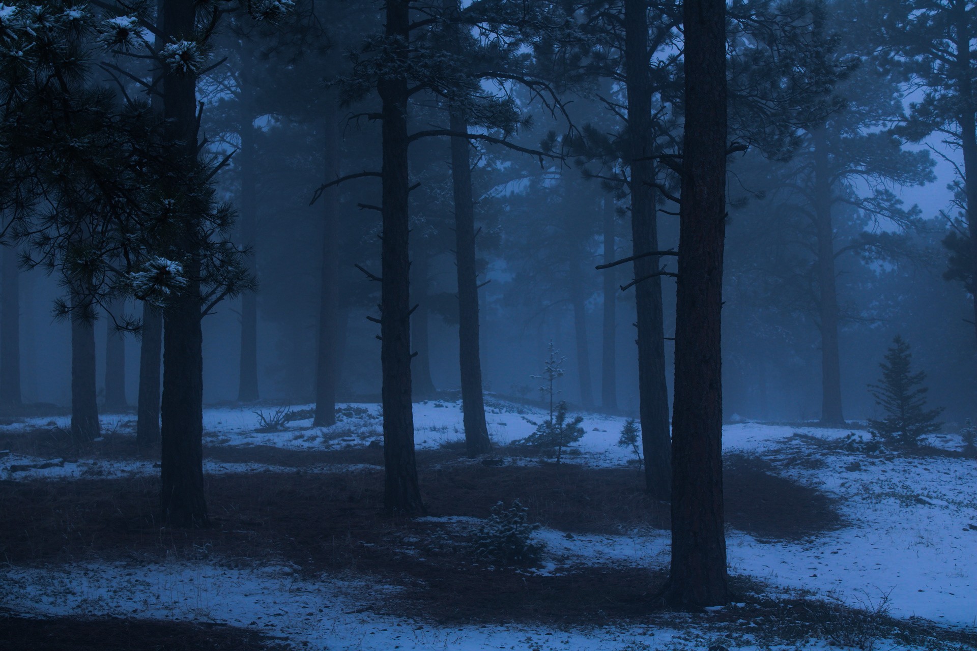 A foggy forest scene with tall trees and snow on the ground, creating a mysterious atmosphere.