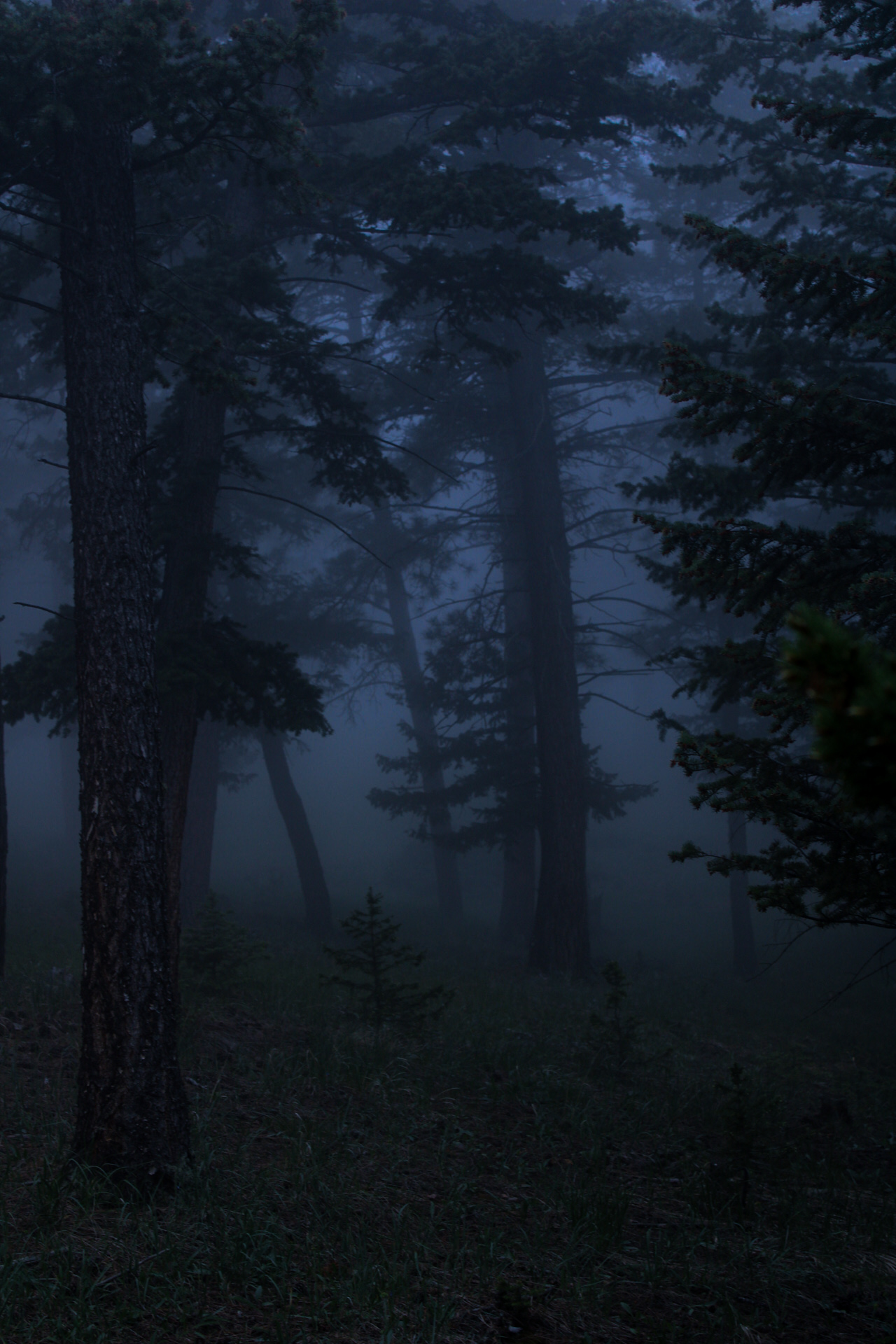 Dark, foggy forest with tall trees and dense foliage, limited visibility due to mist.