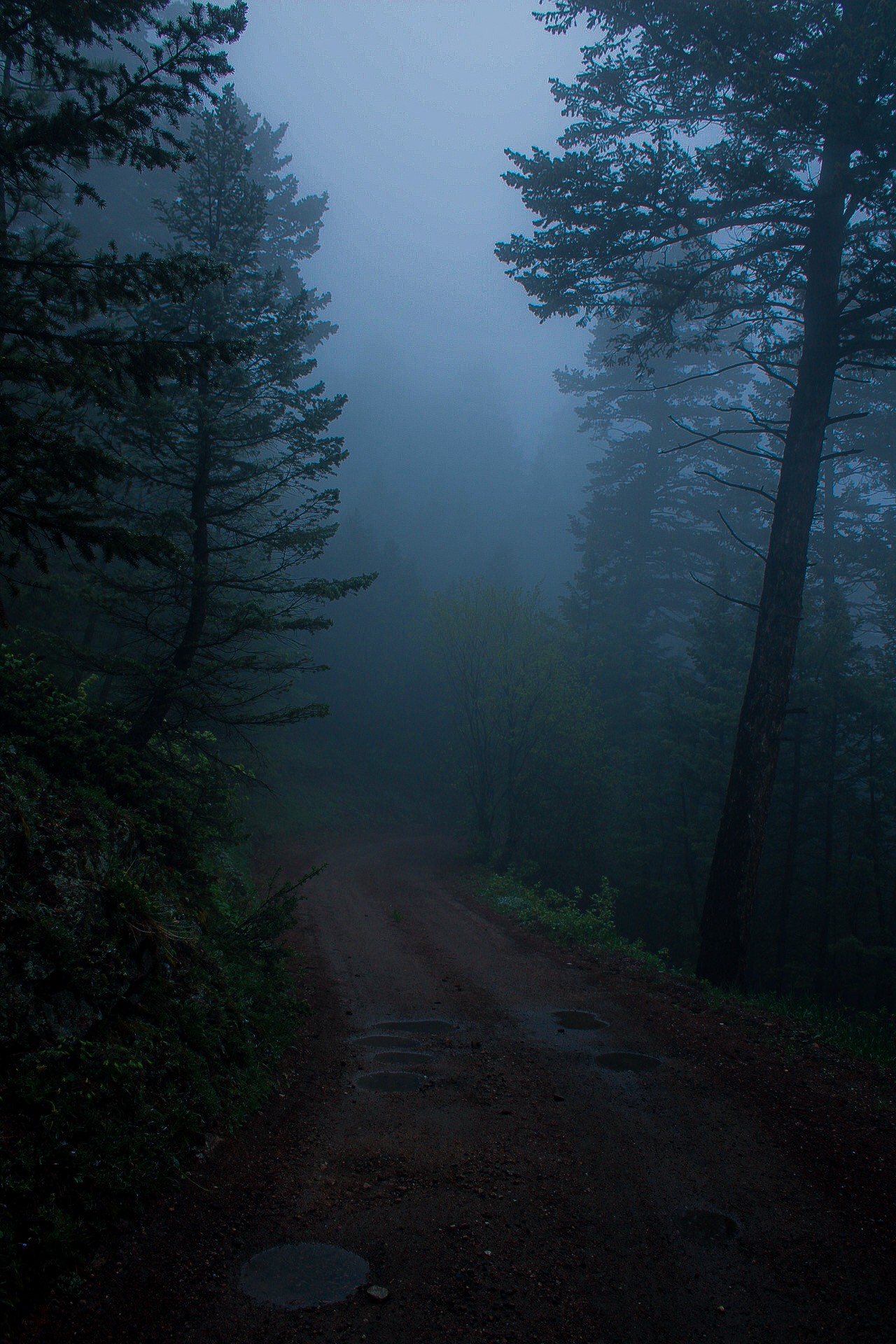 Dirt path through a foggy forest with tall trees on both sides, dense mist obscuring the background.