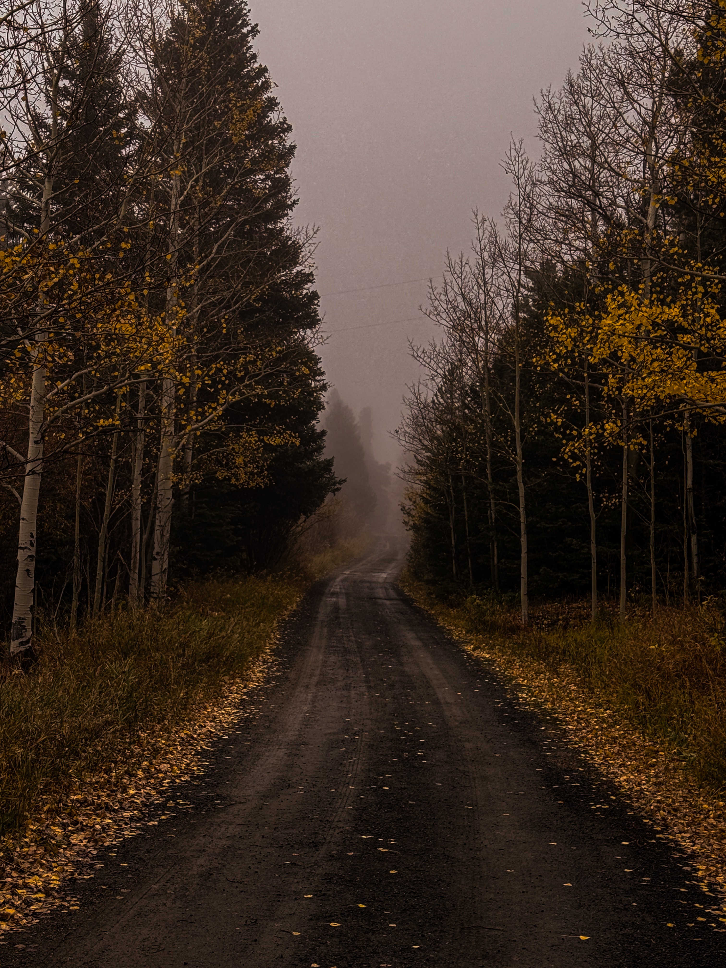 A dirt road surrounded by trees with autumn leaves, leading into a foggy, dense forest.