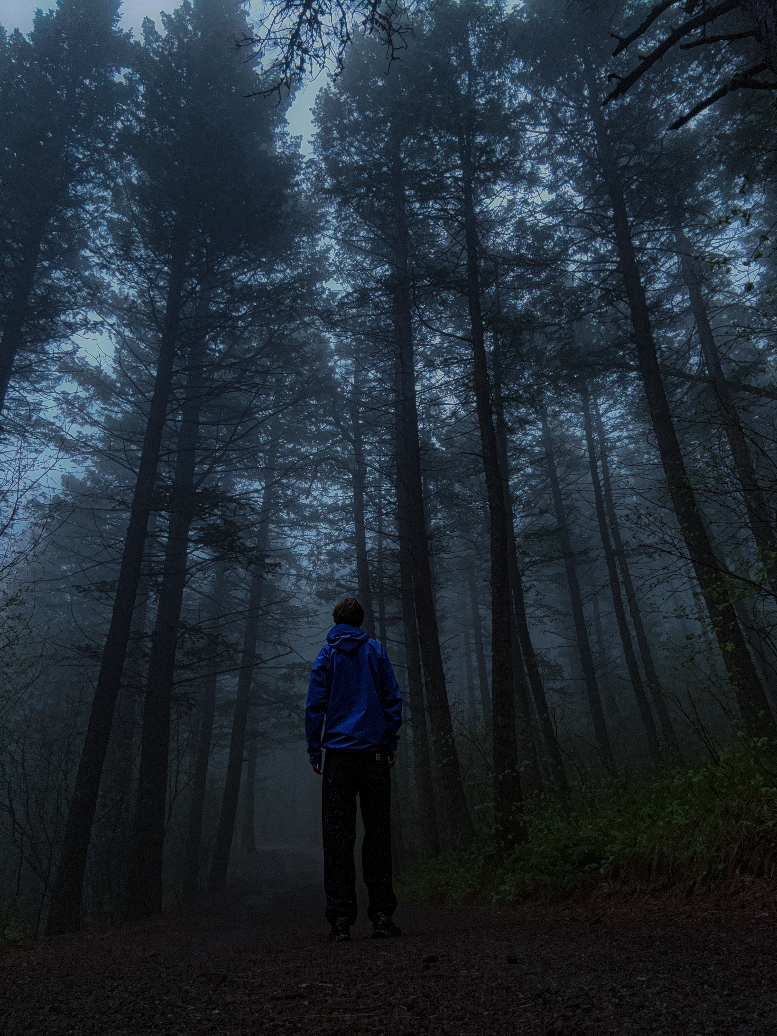 Person standing on a forest path surrounded by tall trees in foggy, dim light.