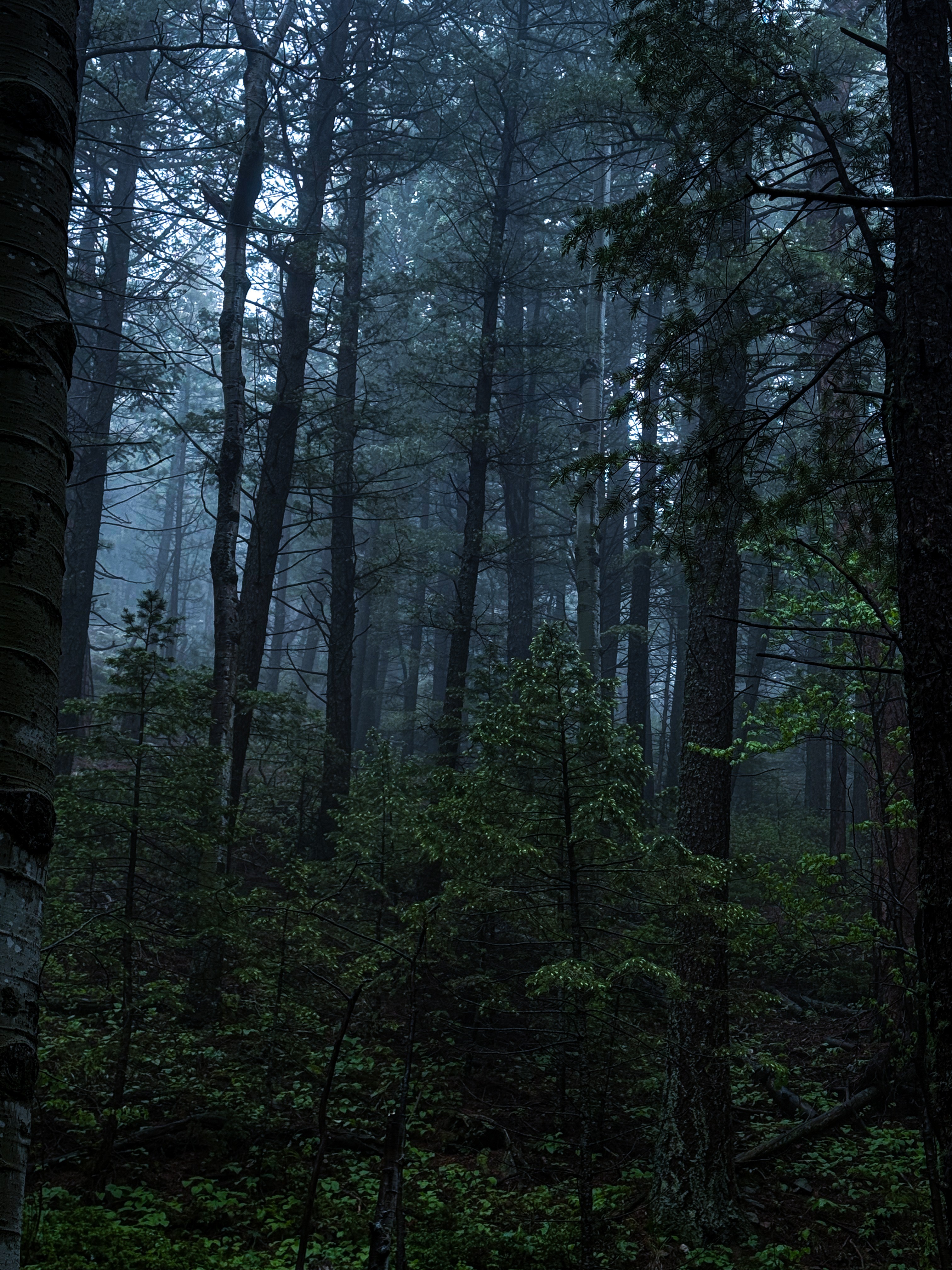 Dense forest with tall trees and fog, dark and mysterious atmosphere, lush green foliage, and limited light filtering through the canopy.