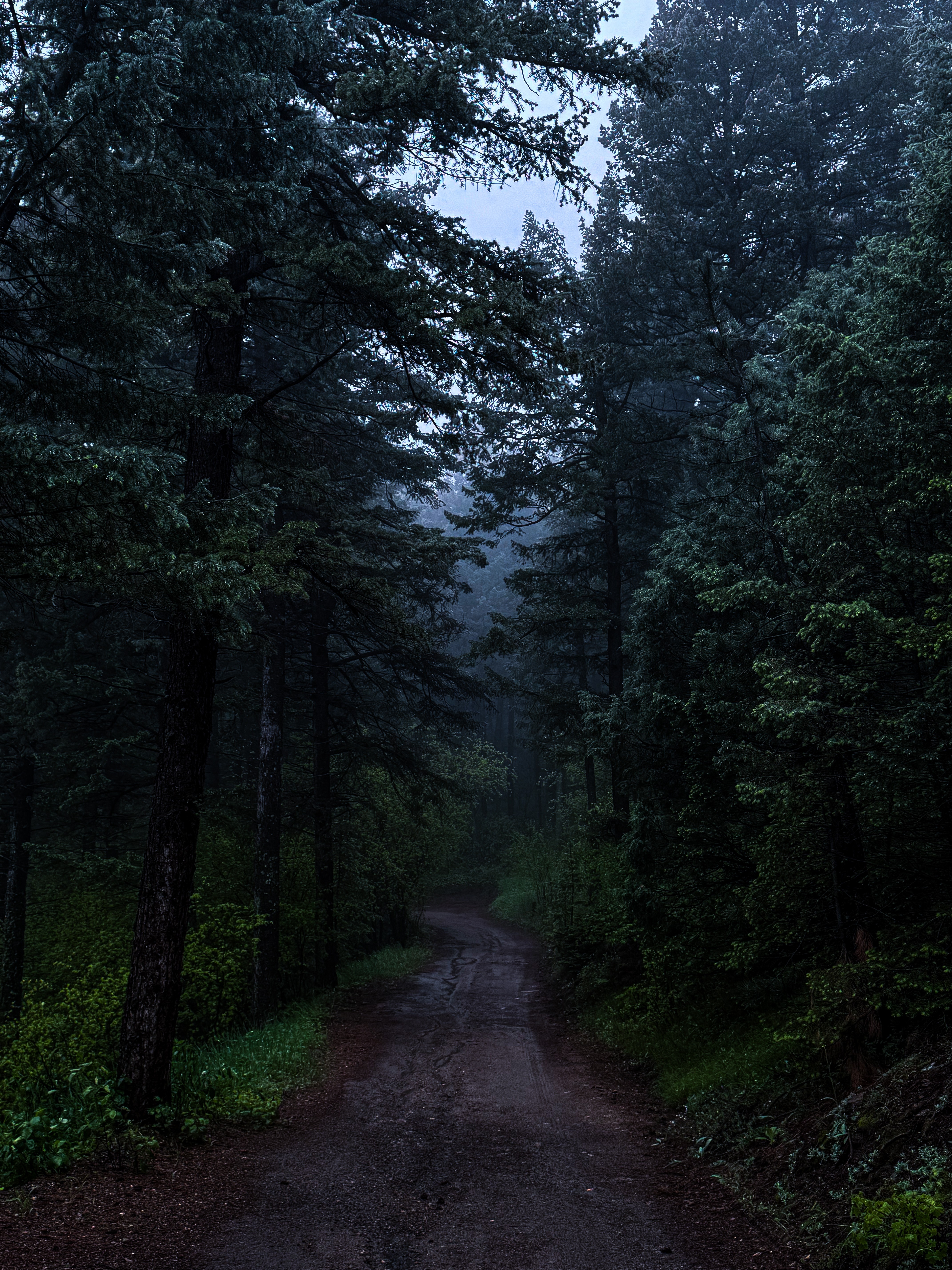 Dirt path through a dense, dark forest with tall trees and overcast sky.